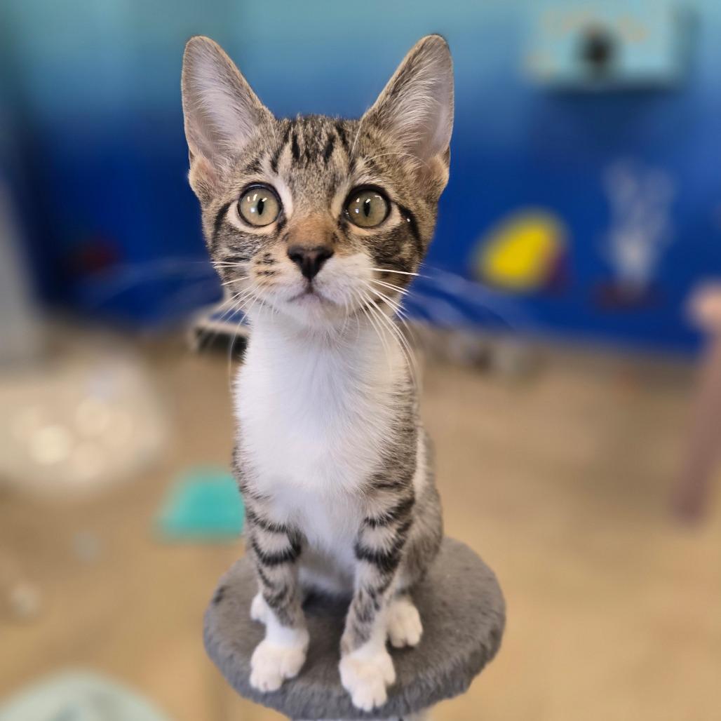 Enlarge Victor, a Adoptable Domestic Short Hair in Wickenburg, AZ image 6/6