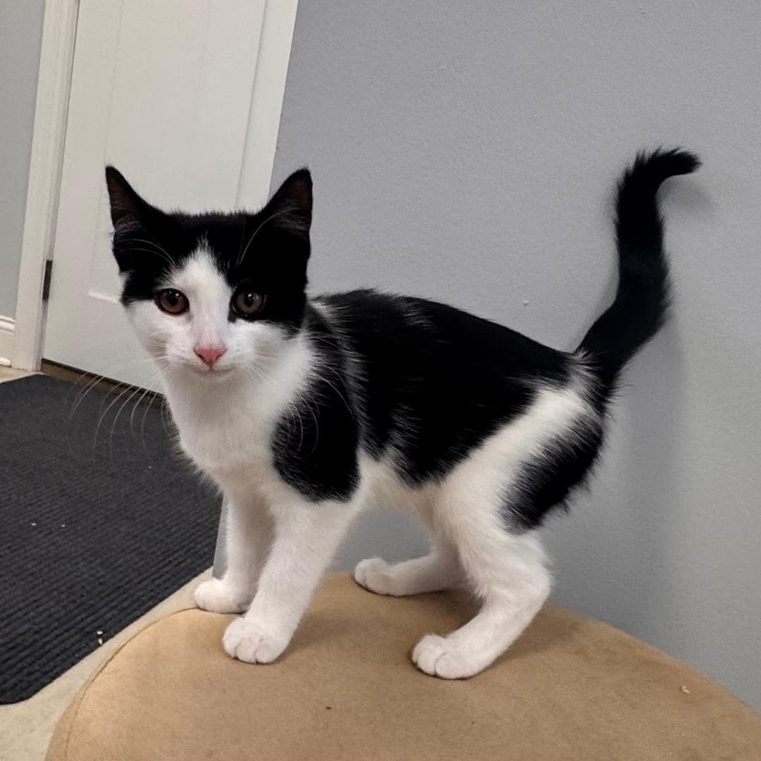 Pepper, an adopted Domestic Short Hair in East Northport, NY image 1/4