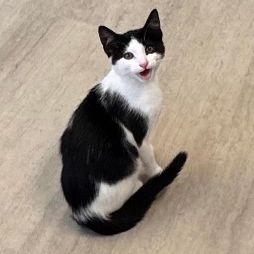 Pepper, an adopted Domestic Short Hair in East Northport, NY image 2/4