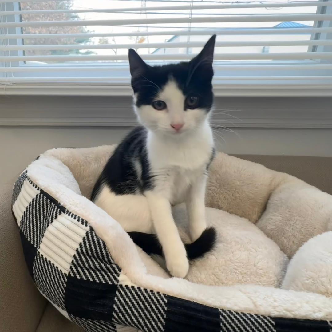 Pepper, an adopted Domestic Short Hair in East Northport, NY image 3/4