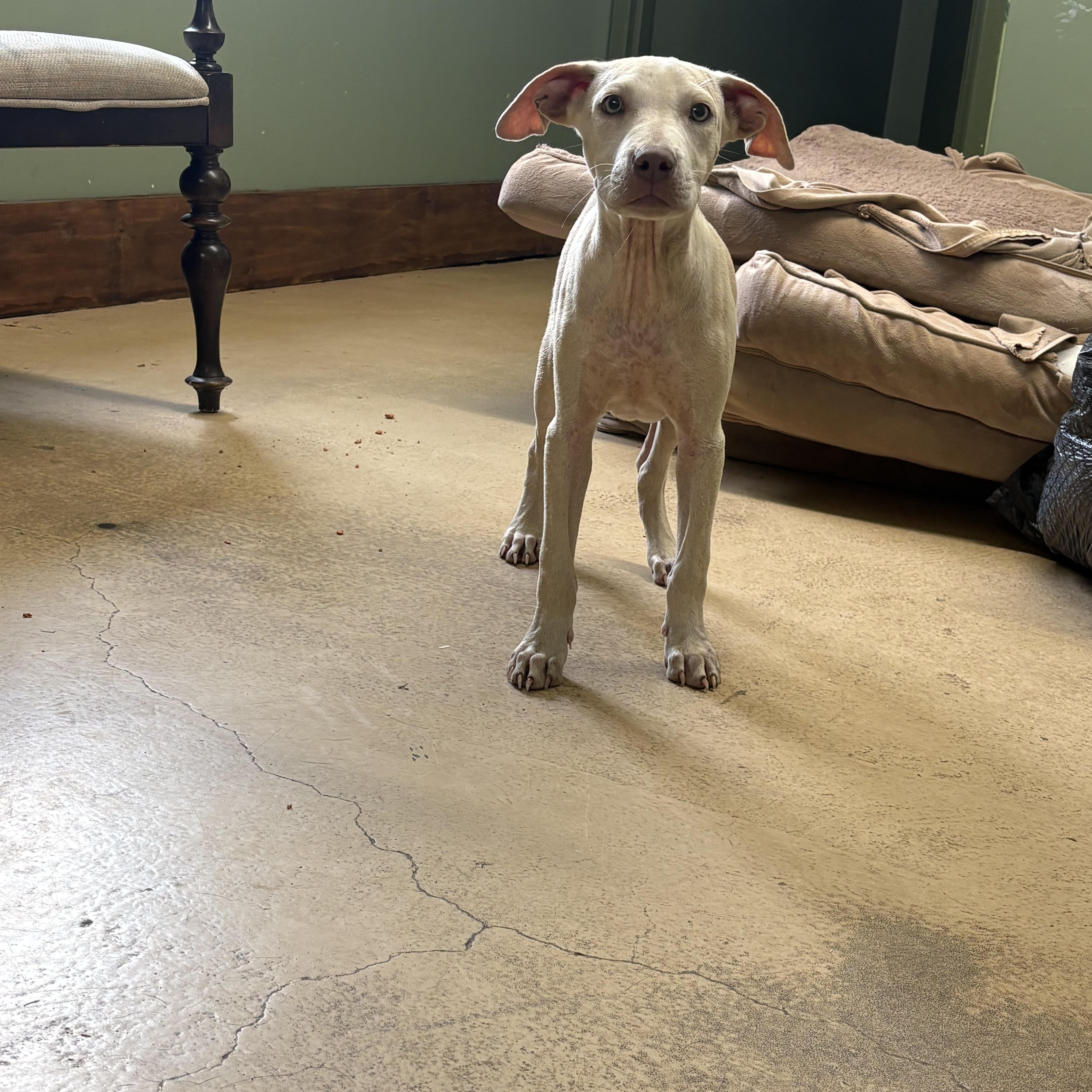 Enlarge Opie, a Adoptable mixed breed in Monticello, GA image 1/3