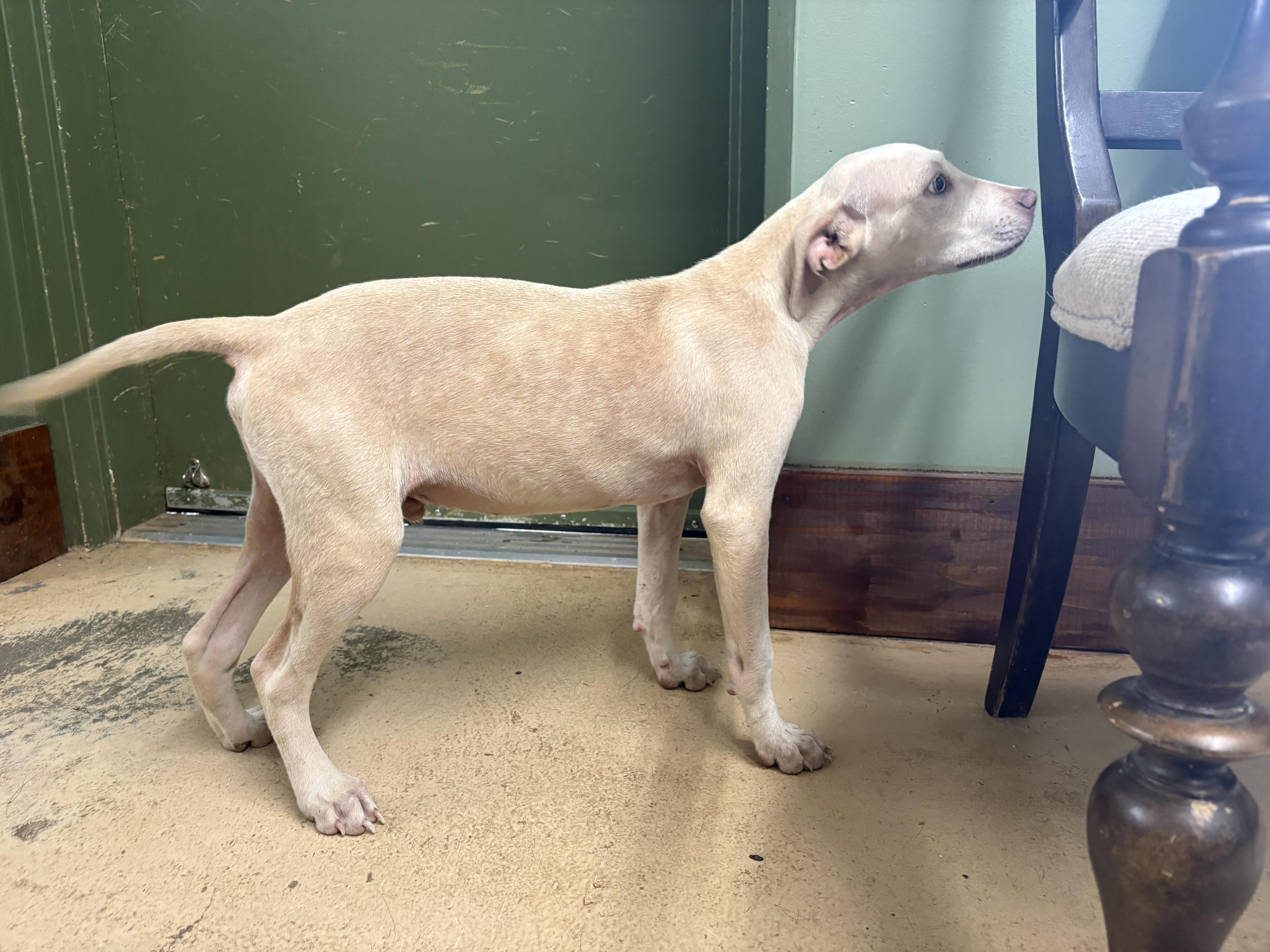 Enlarge Opie, a Adoptable mixed breed in Monticello, GA image 3/3