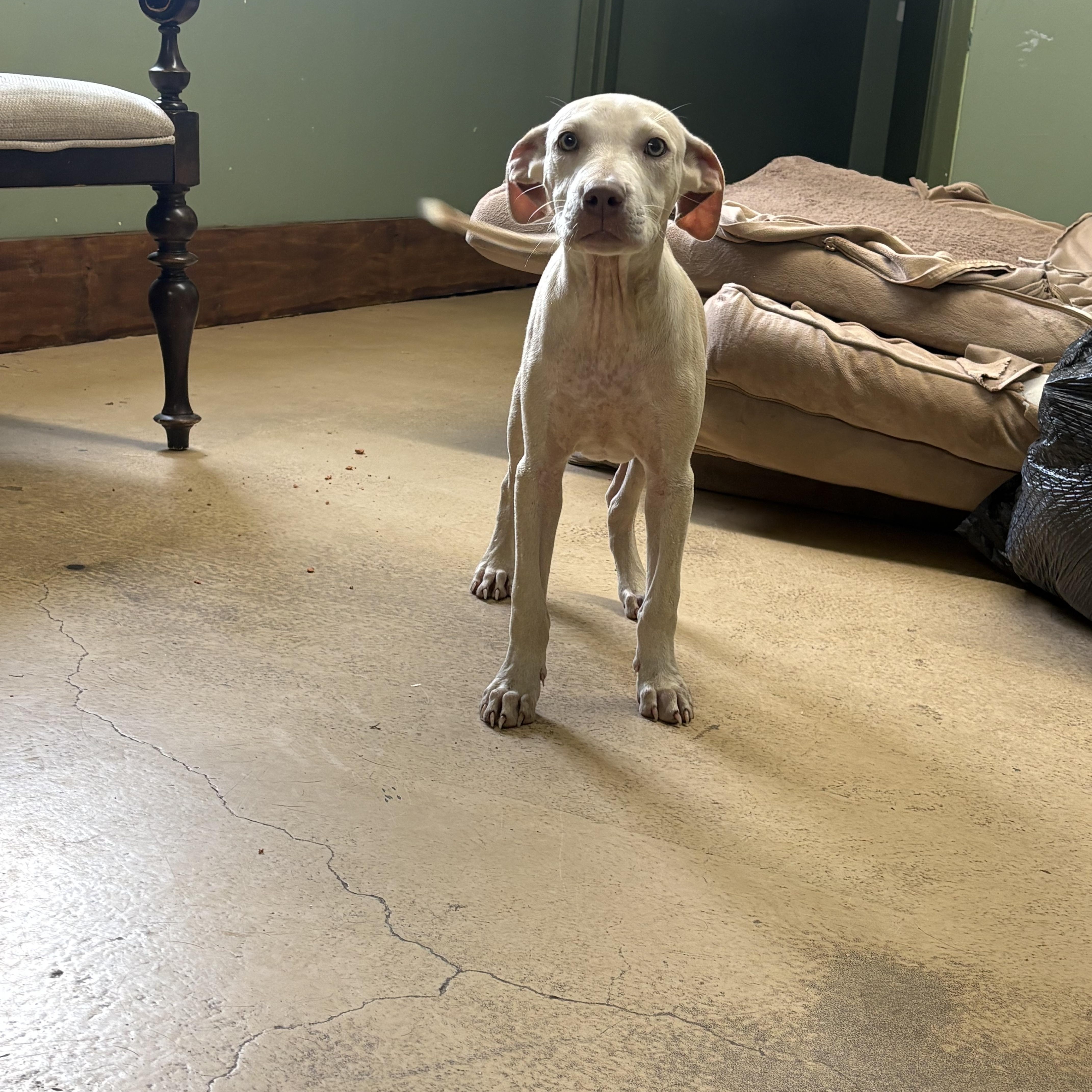 Enlarge Opie, a Adoptable mixed breed in Monticello, GA image 2/3