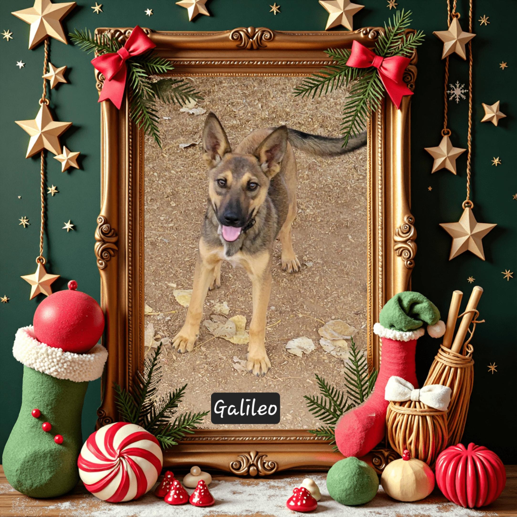 Enlarge Galileo, a Adoptable mixed breed in Granbury, TX image 2/3