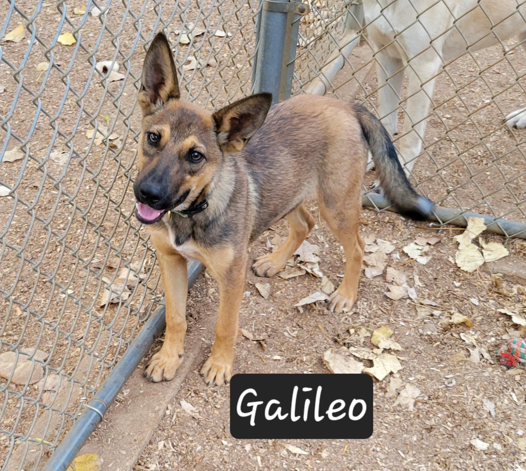 Enlarge Galileo, a Adoptable mixed breed in Granbury, TX image 3/3