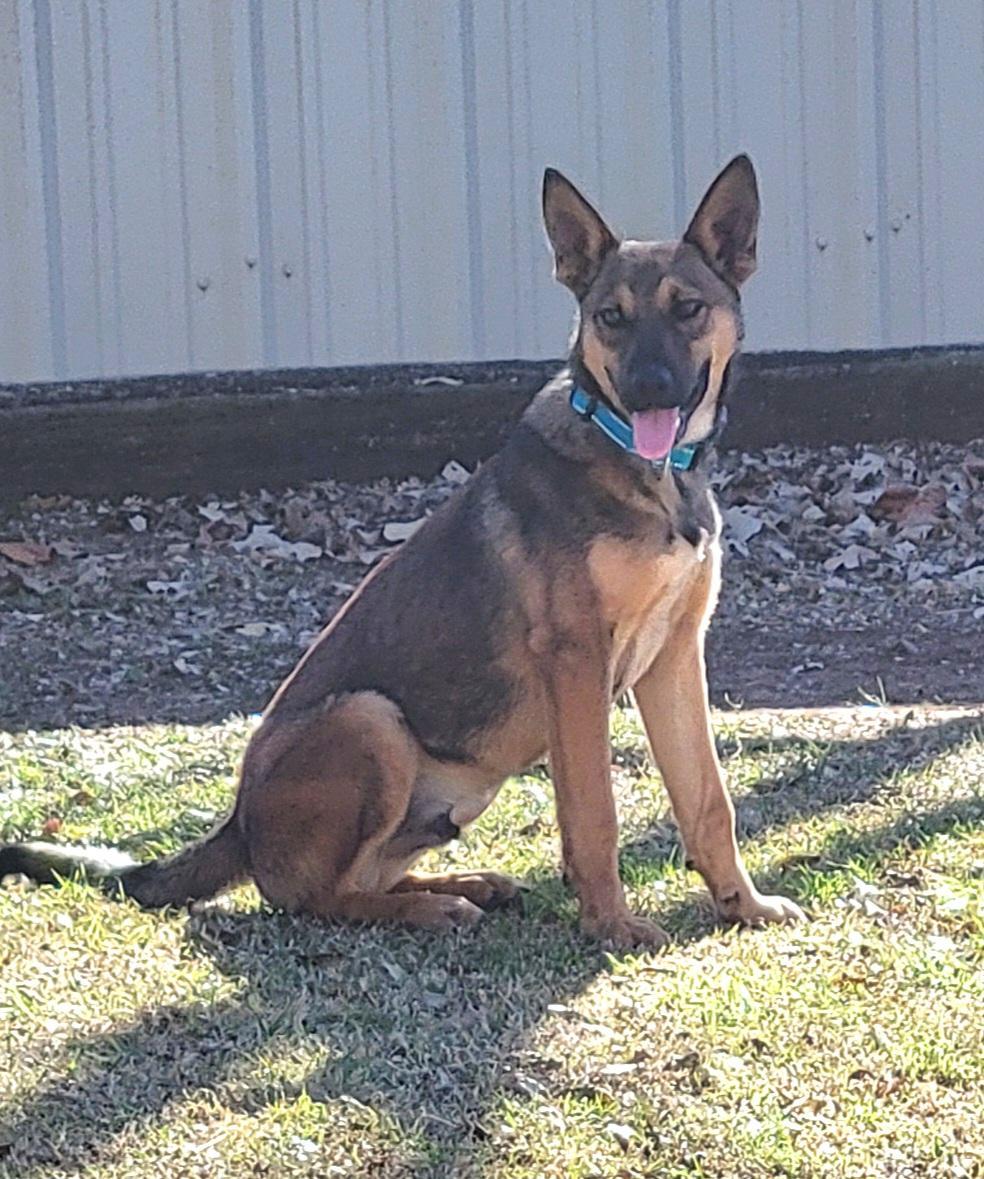 Galileo, Adoptable, Young Male German Shepherd Dog.