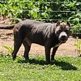 Enlarge Drew, a Adoptable American Bully in Reddick, FL image 1/11