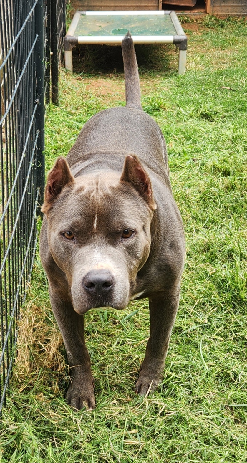 Enlarge Drew, a Adoptable American Bully in Reddick, FL image 11/11