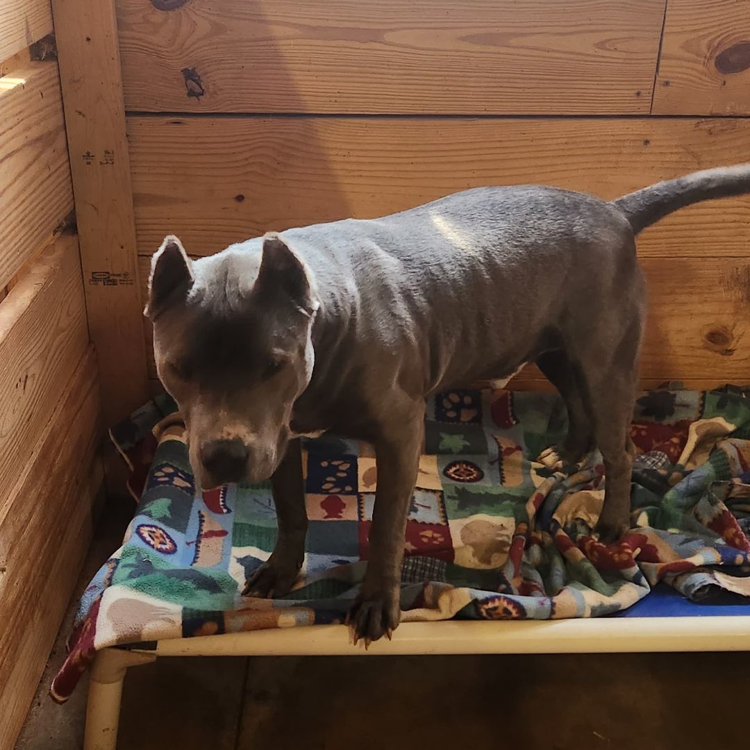 Enlarge Drew, a Adoptable American Bully in Reddick, FL image 8/11