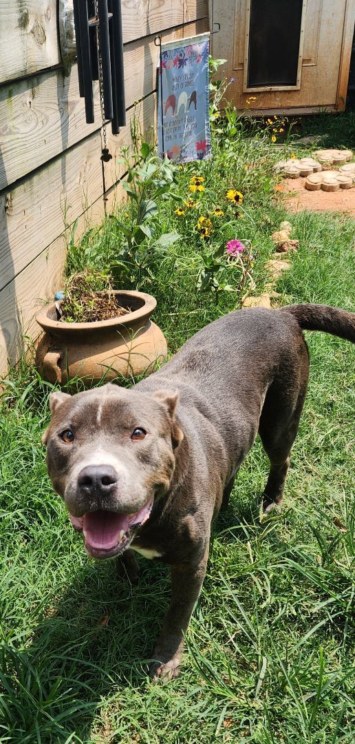 Enlarge Drew, a Adoptable American Bully in Reddick, FL image 9/11
