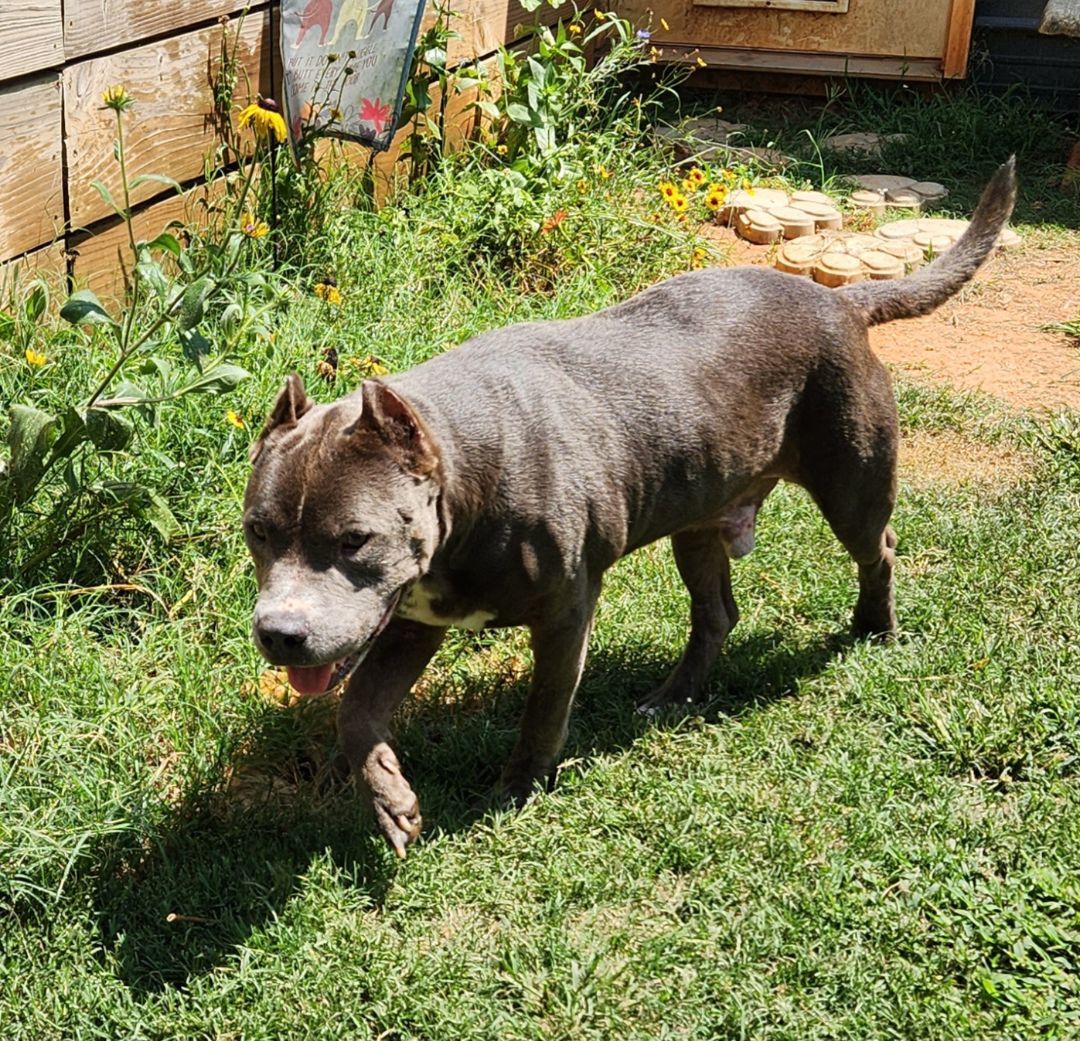 Dog for adoption Drew, an American Bully Mix in Reddick, FL Petfinder