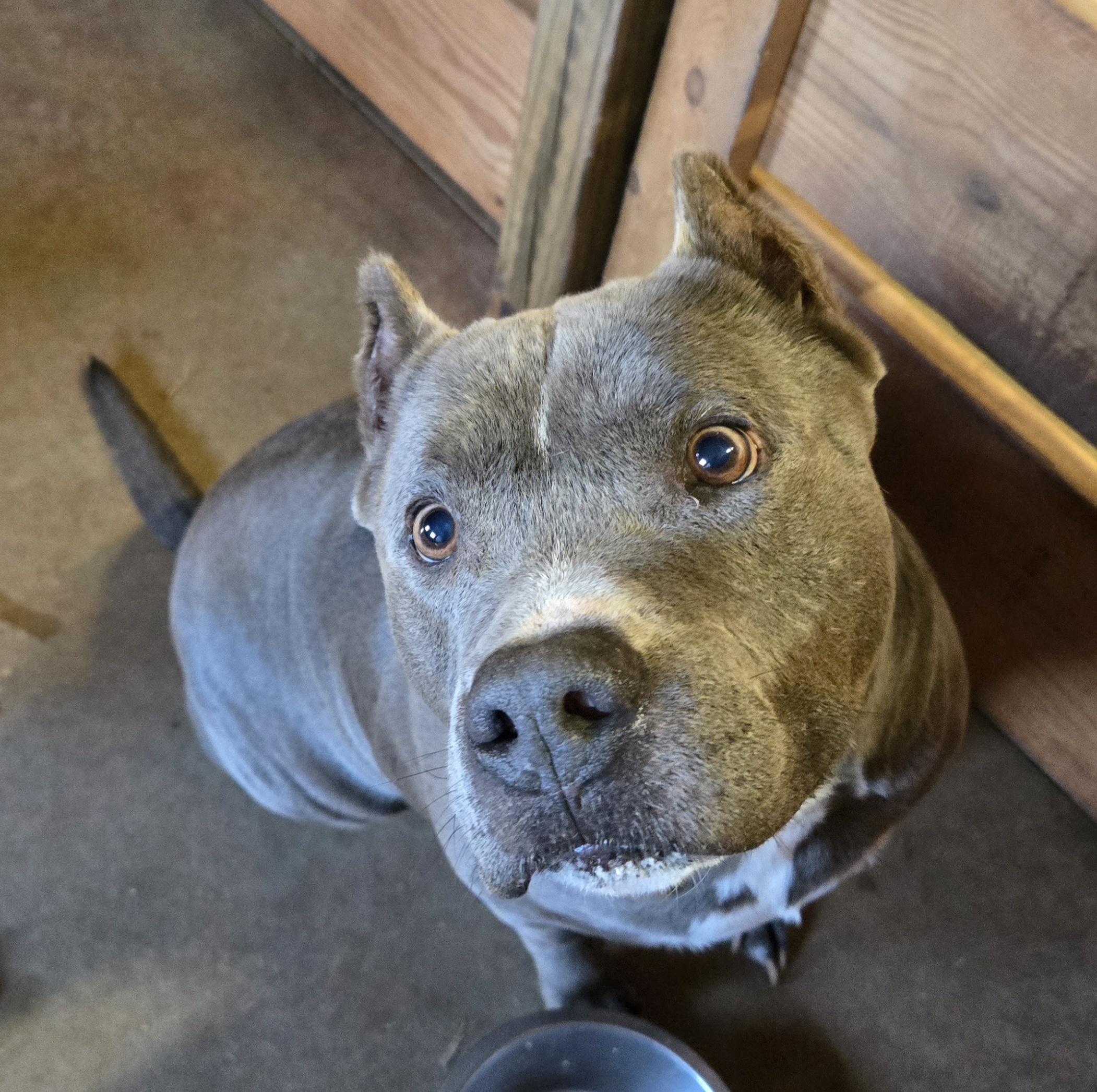 Enlarge Drew, a Adoptable mixed breed in Reddick, FL image 5/5