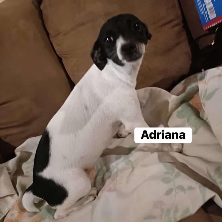 Enlarge Adriana, a Adoptable mixed breed in Bend, OR image 1/1