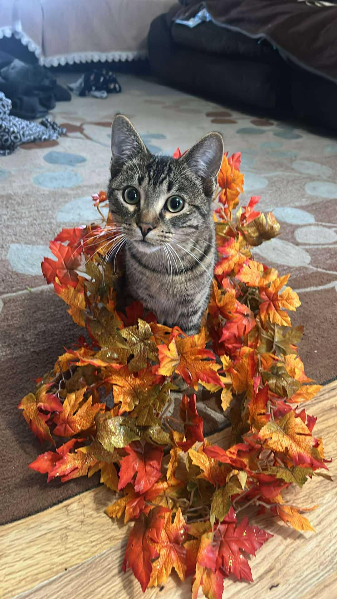 Fish, Adoptable, Kitten Male Domestic Short Hair.