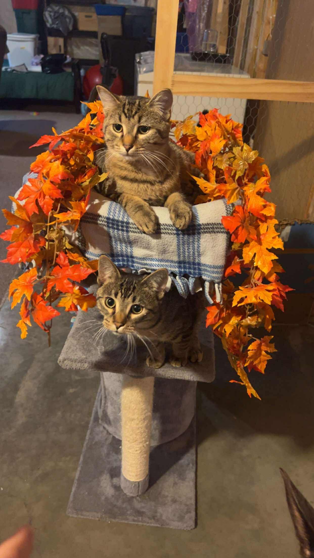 Enlarge Fish, a Adoptable Domestic Short Hair in Alexandria, MN image 2/3