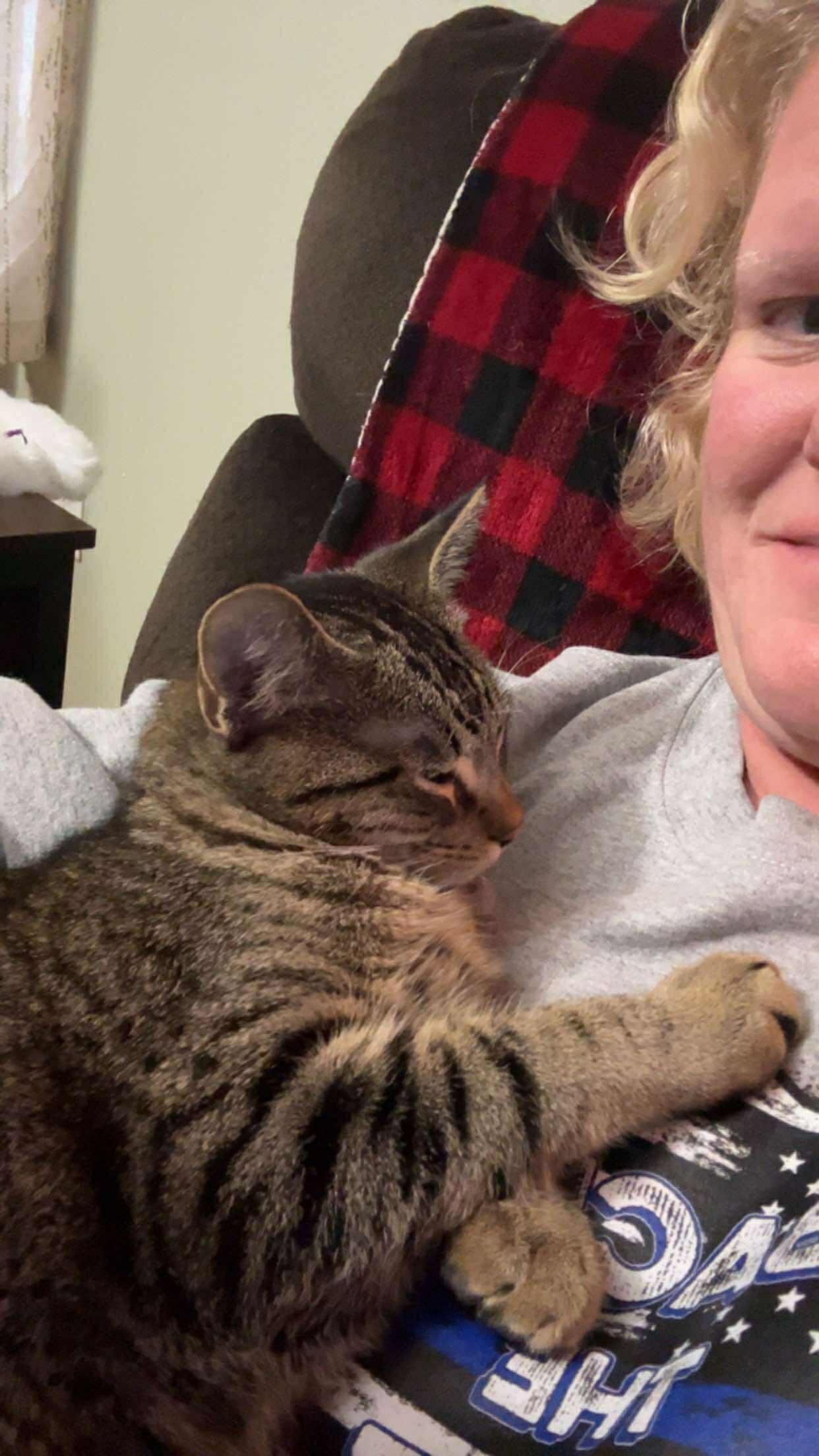 Enlarge Fish, a Adoptable Domestic Short Hair in Alexandria, MN image 3/3