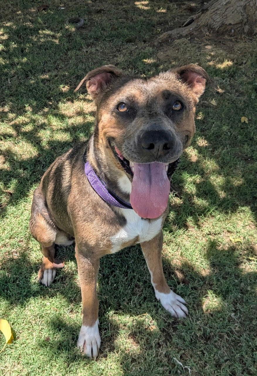 Jessa (Courtesy post), Adoptable, Young Female Pit Bull Terrier.