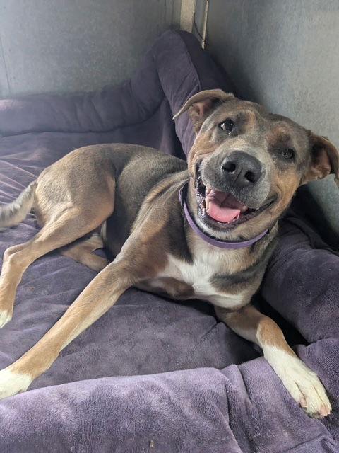 Enlarge Jessa (Courtesy post), a Adoptable Pit Bull Terrier in Phoenix, AZ image 2/3