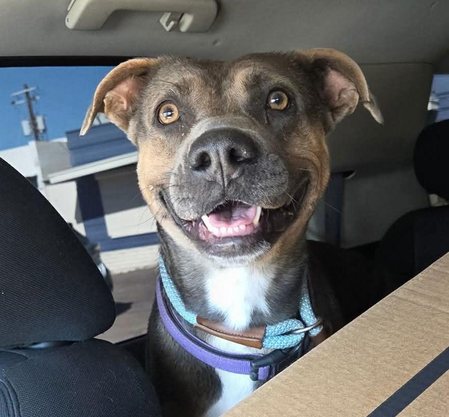 Enlarge Jessa (Courtesy post), a Adoptable Pit Bull Terrier in Phoenix, AZ image 3/3