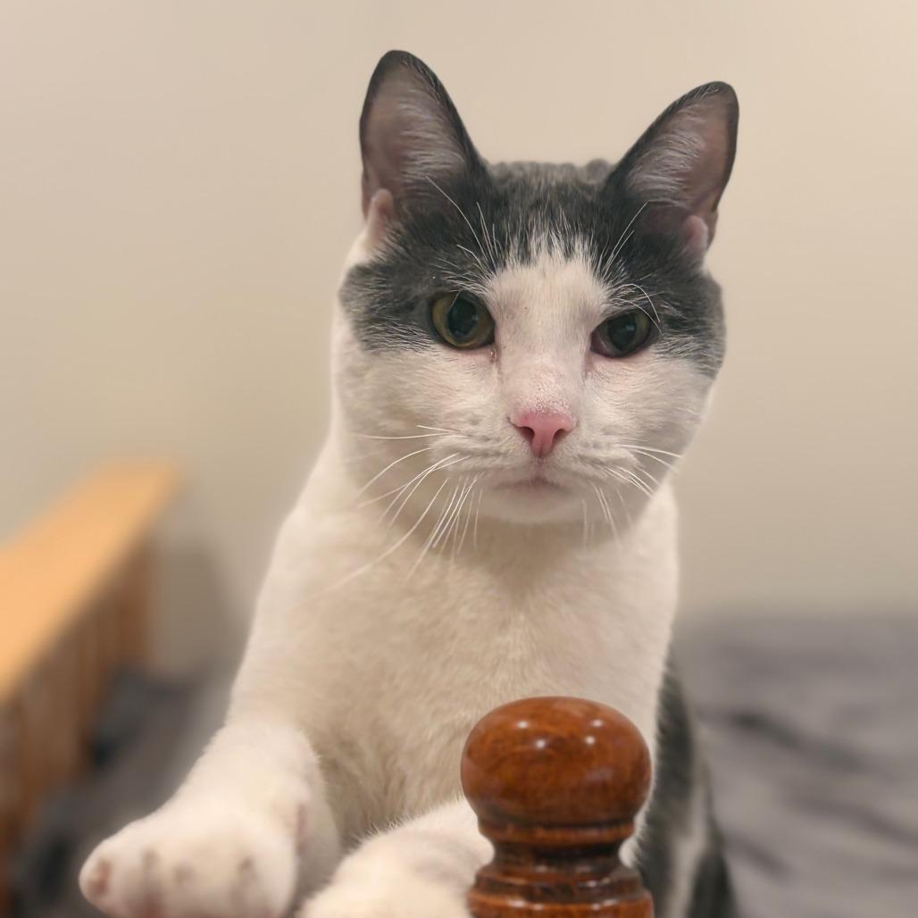 Theodore, a Adoptable mixed breed in Staten Island, NY image 1/5