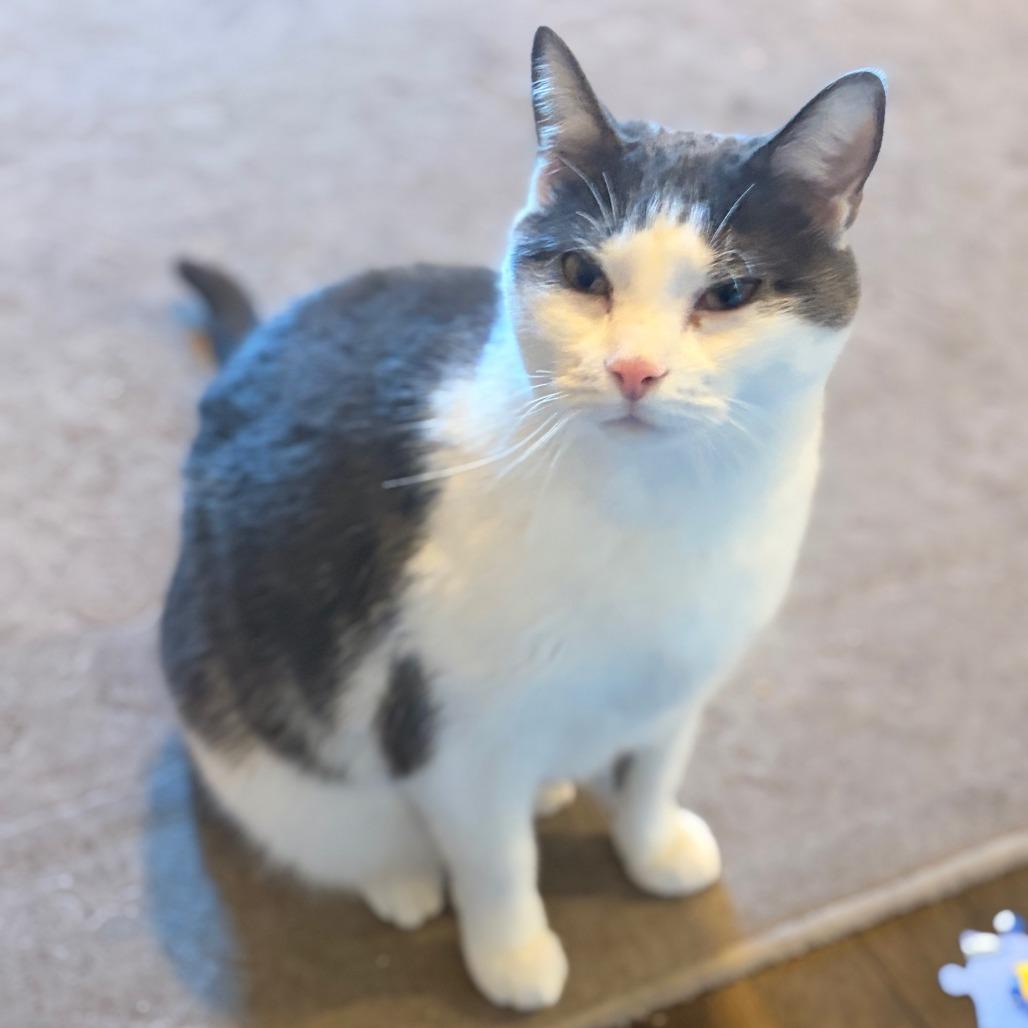 Theodore, a Adoptable mixed breed in Staten Island, NY image 2/5