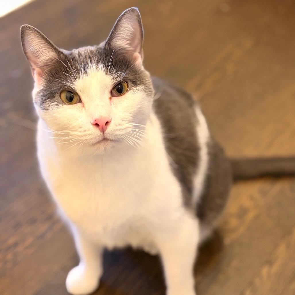 Theodore, a Adoptable mixed breed in Staten Island, NY image 3/5