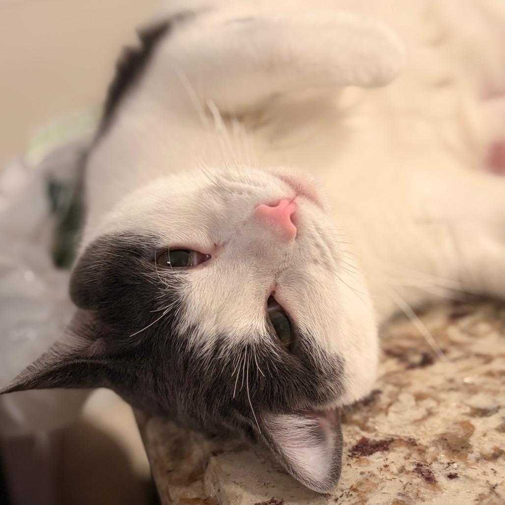 Theodore, a Adoptable mixed breed in Staten Island, NY image 4/5