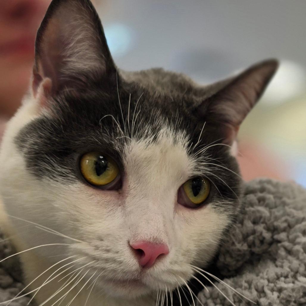 Theodore, a Adoptable mixed breed in Staten Island, NY image 5/5