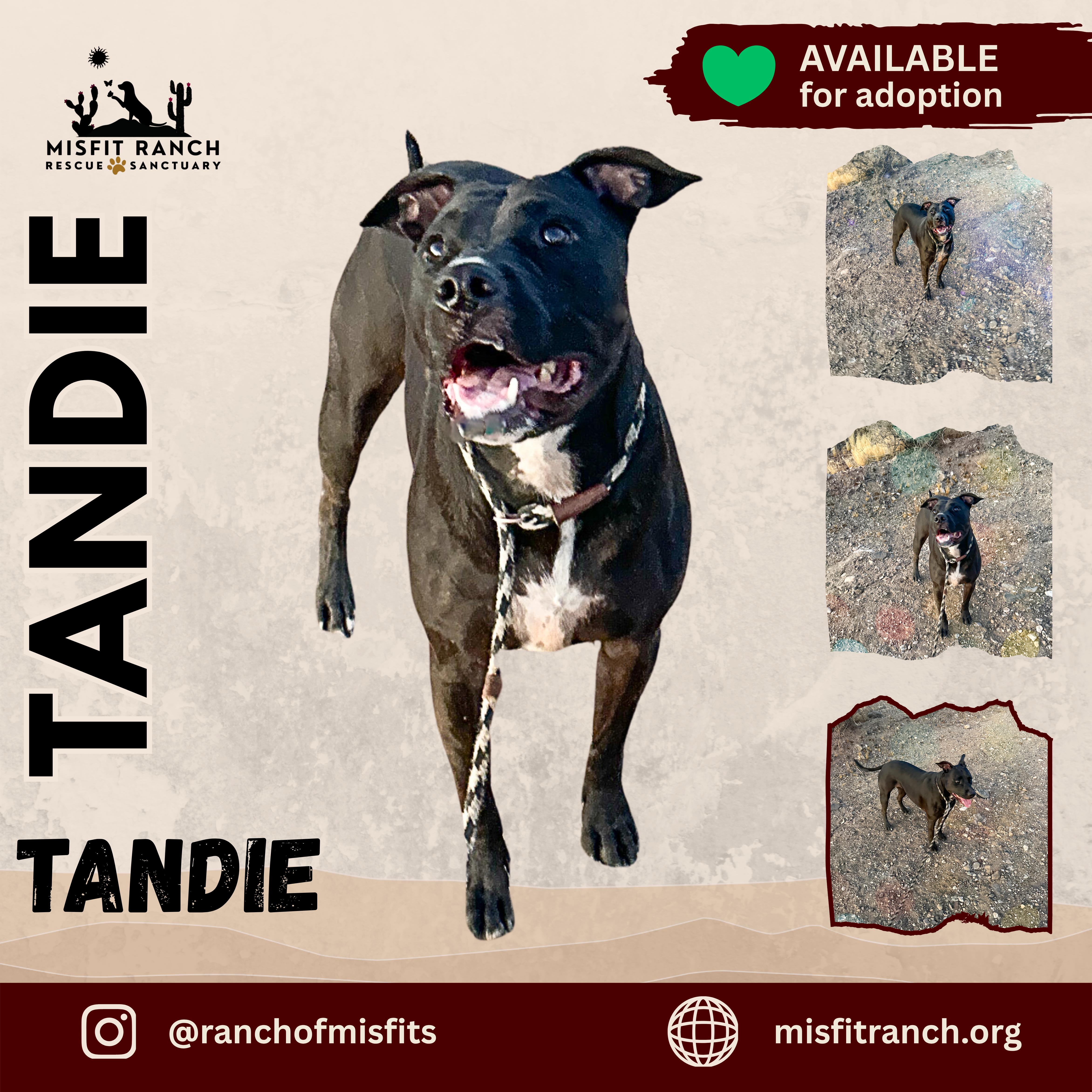 Enlarge Tandie, a Adoptable mixed breed in Las Vegas, NV image 2/4