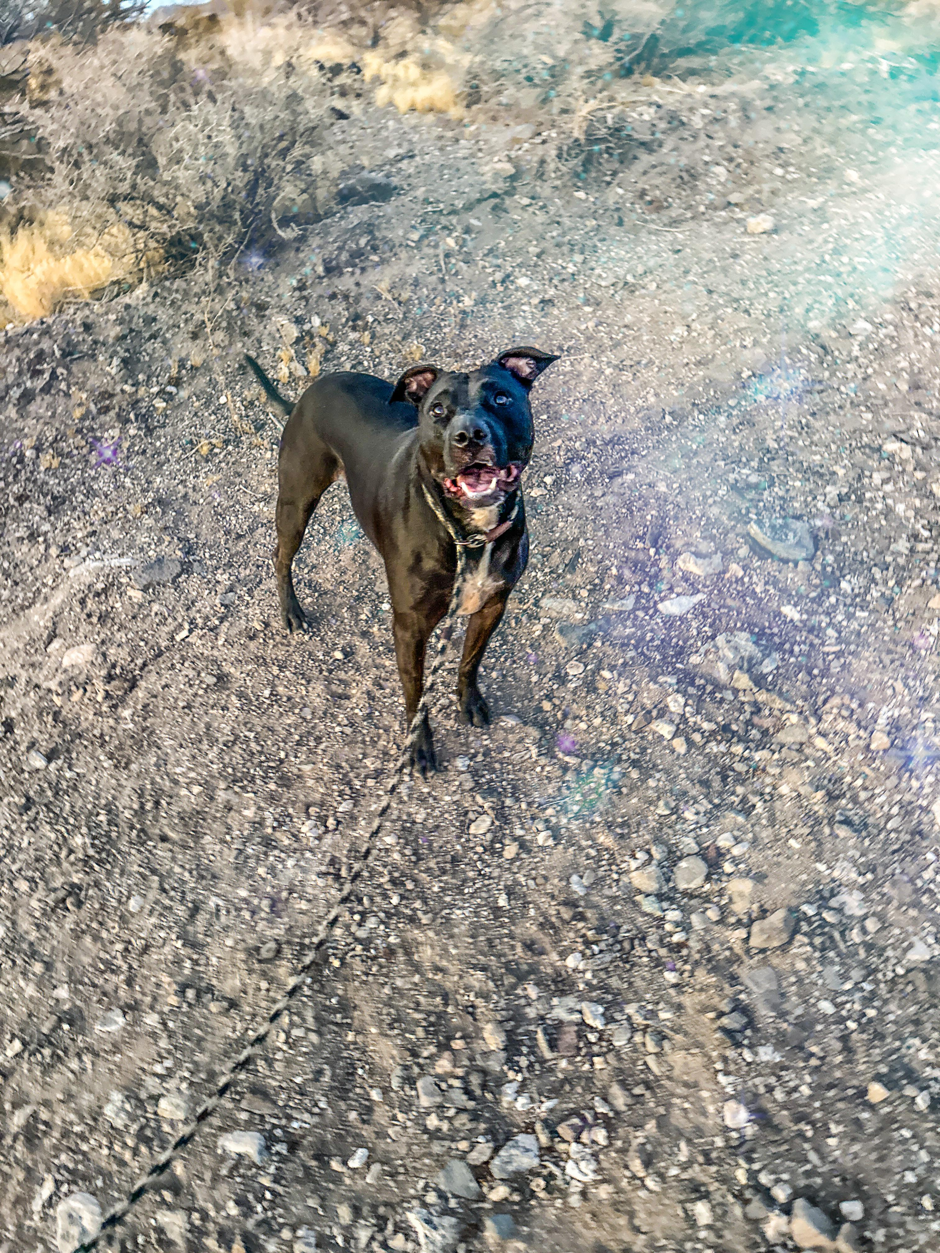 Enlarge Tandie, a Adoptable mixed breed in Las Vegas, NV image 4/4