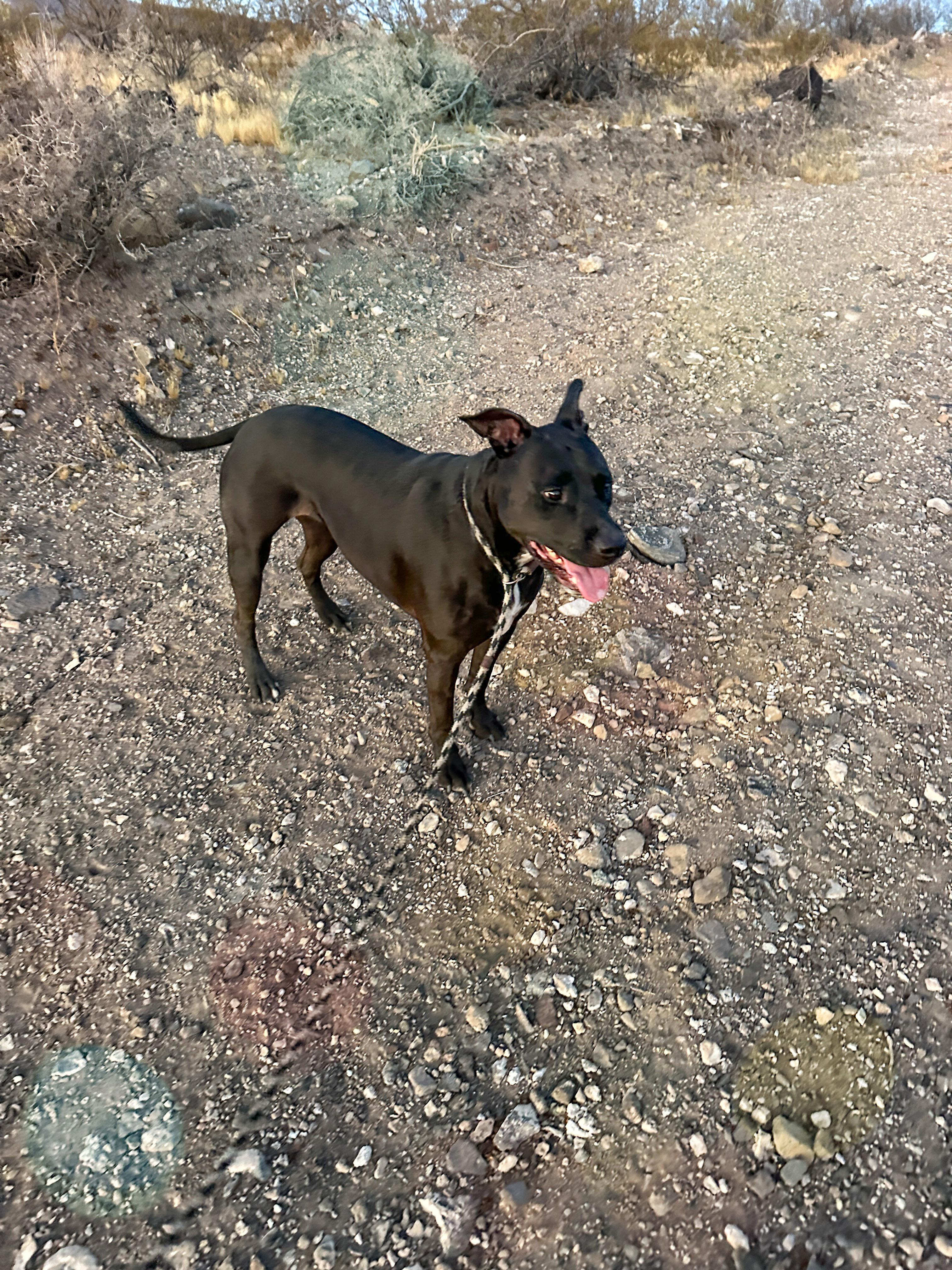 Enlarge Tandie, a Adoptable mixed breed in Las Vegas, NV image 3/4
