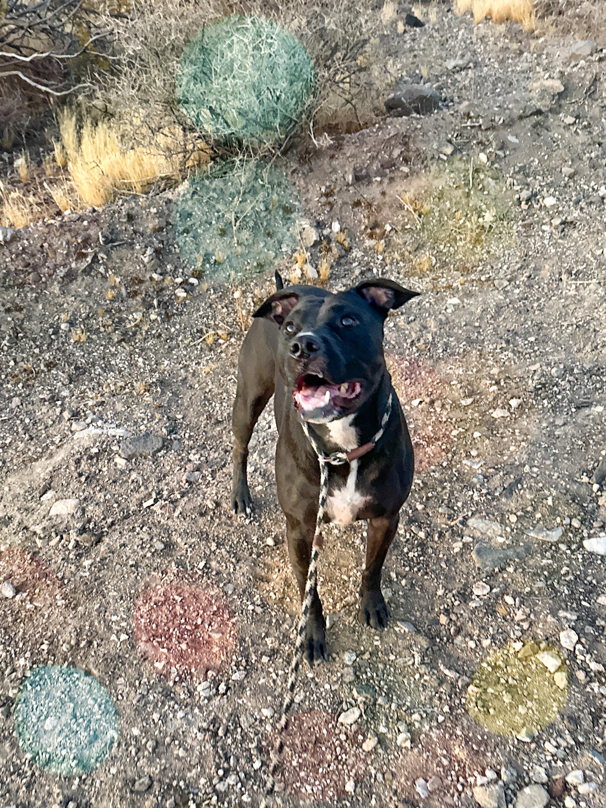 Enlarge Tandie, a Adoptable mixed breed in Las Vegas, NV image 1/4