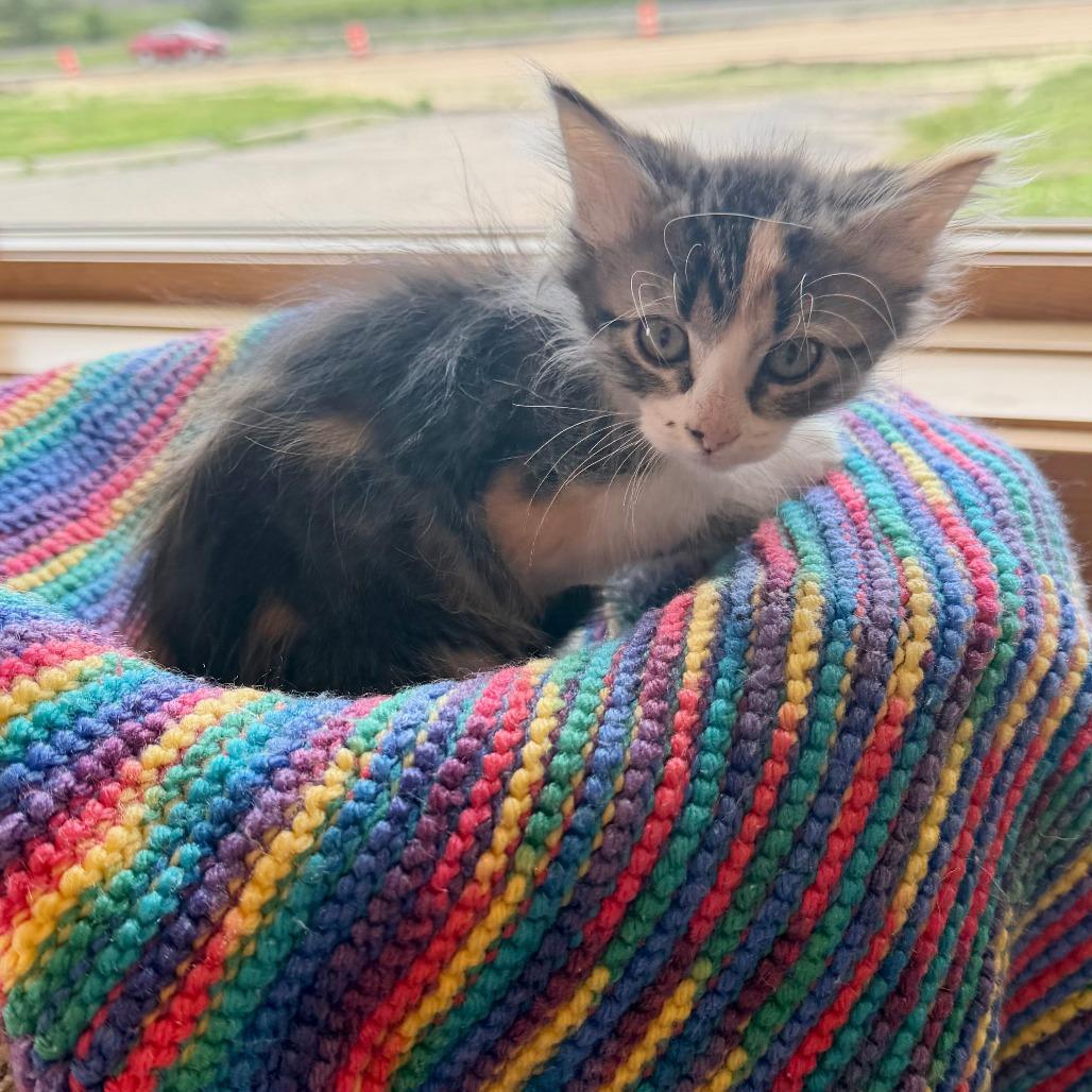 Mochi, a Adoptable Domestic Medium Hair in Wadena, MN image 1/2