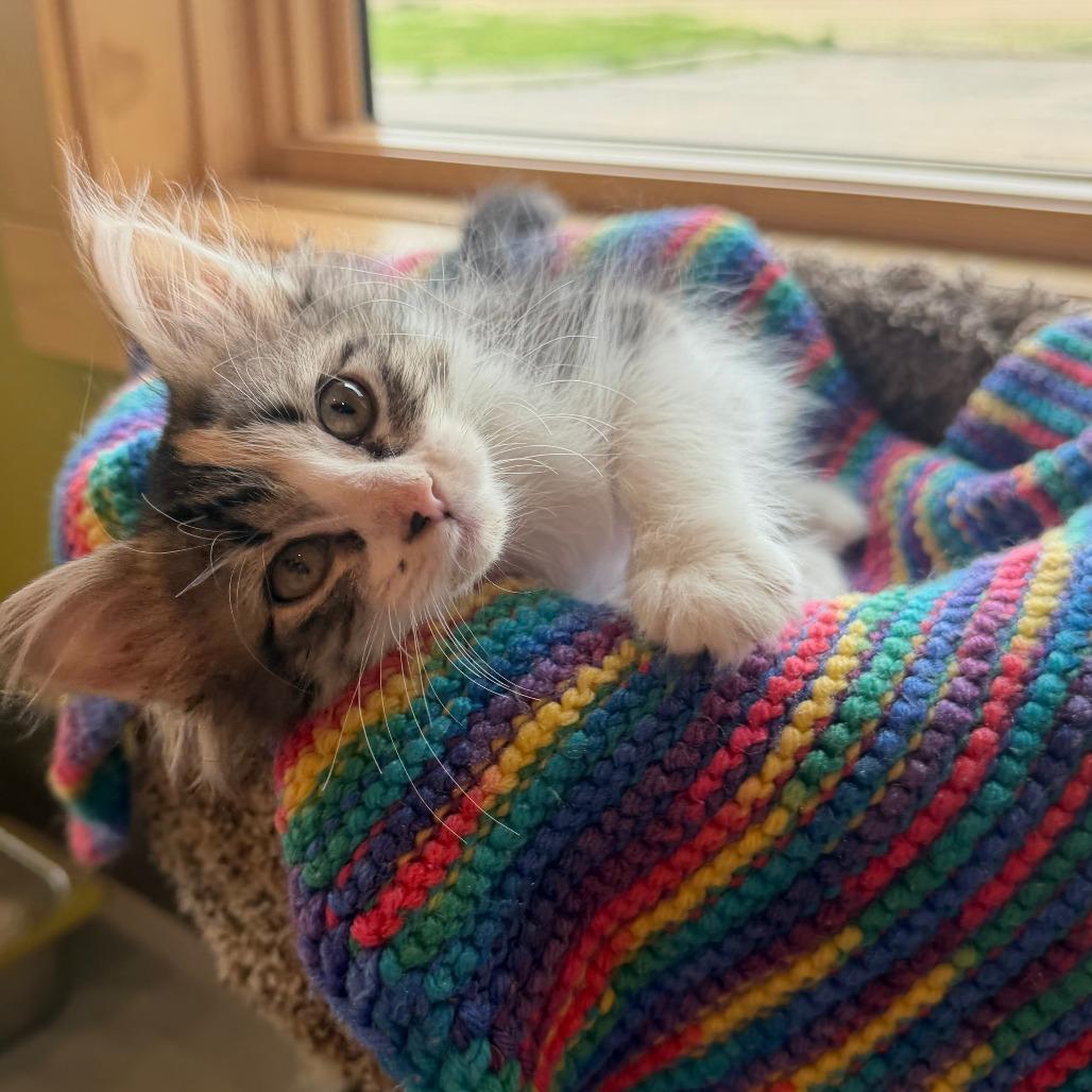 Mochi, a Adoptable Domestic Medium Hair in Wadena, MN image 2/2