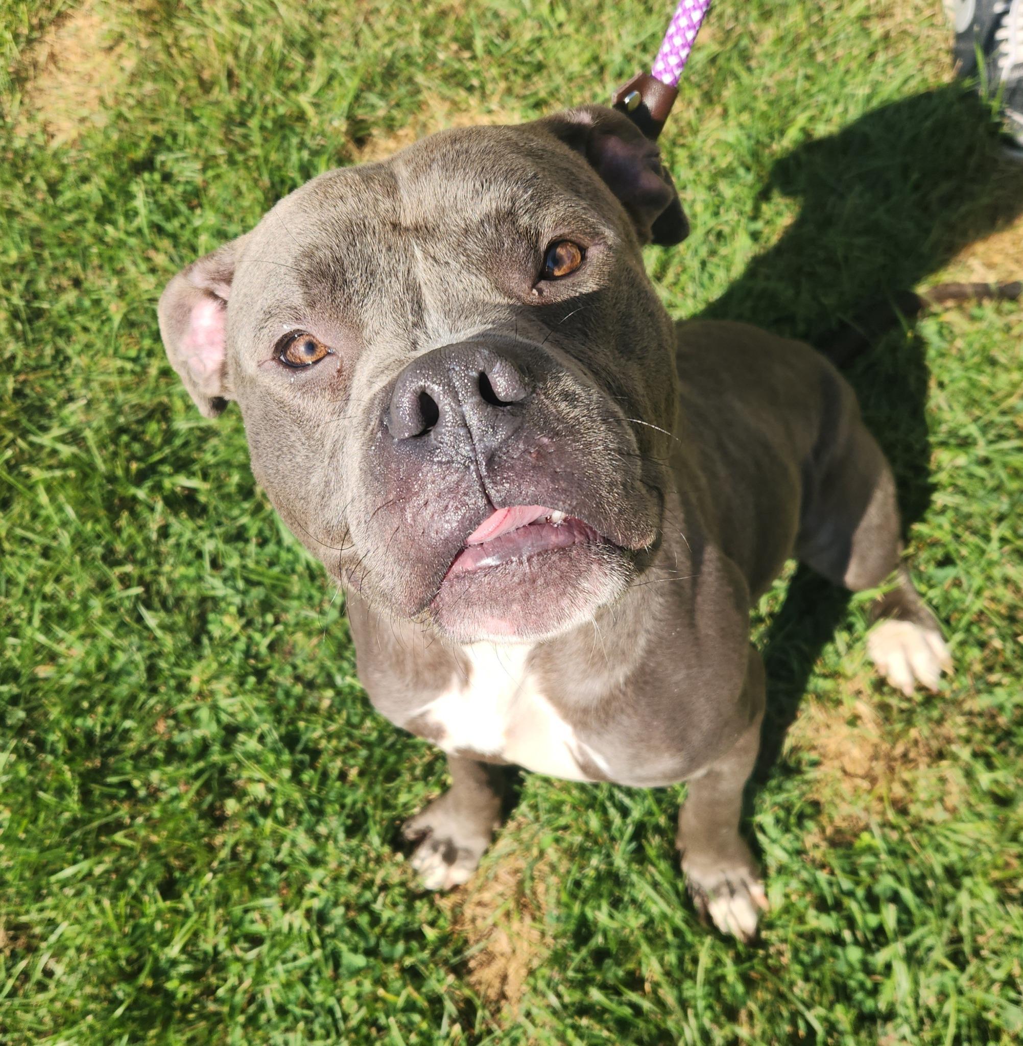 DILLY- Needs a foster/forever home!