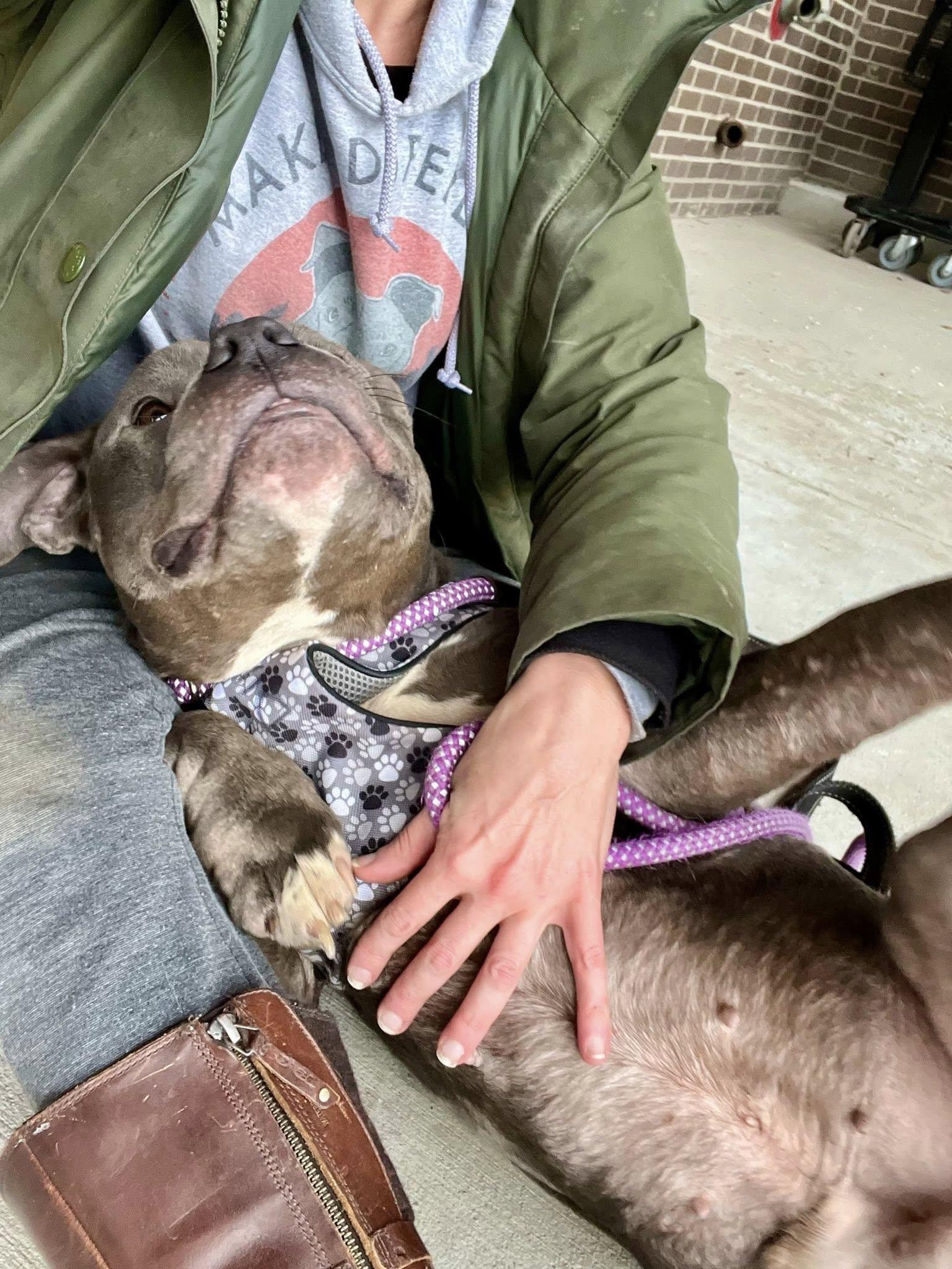 DILLY- Needs a foster/forever home! — thumbnail 2