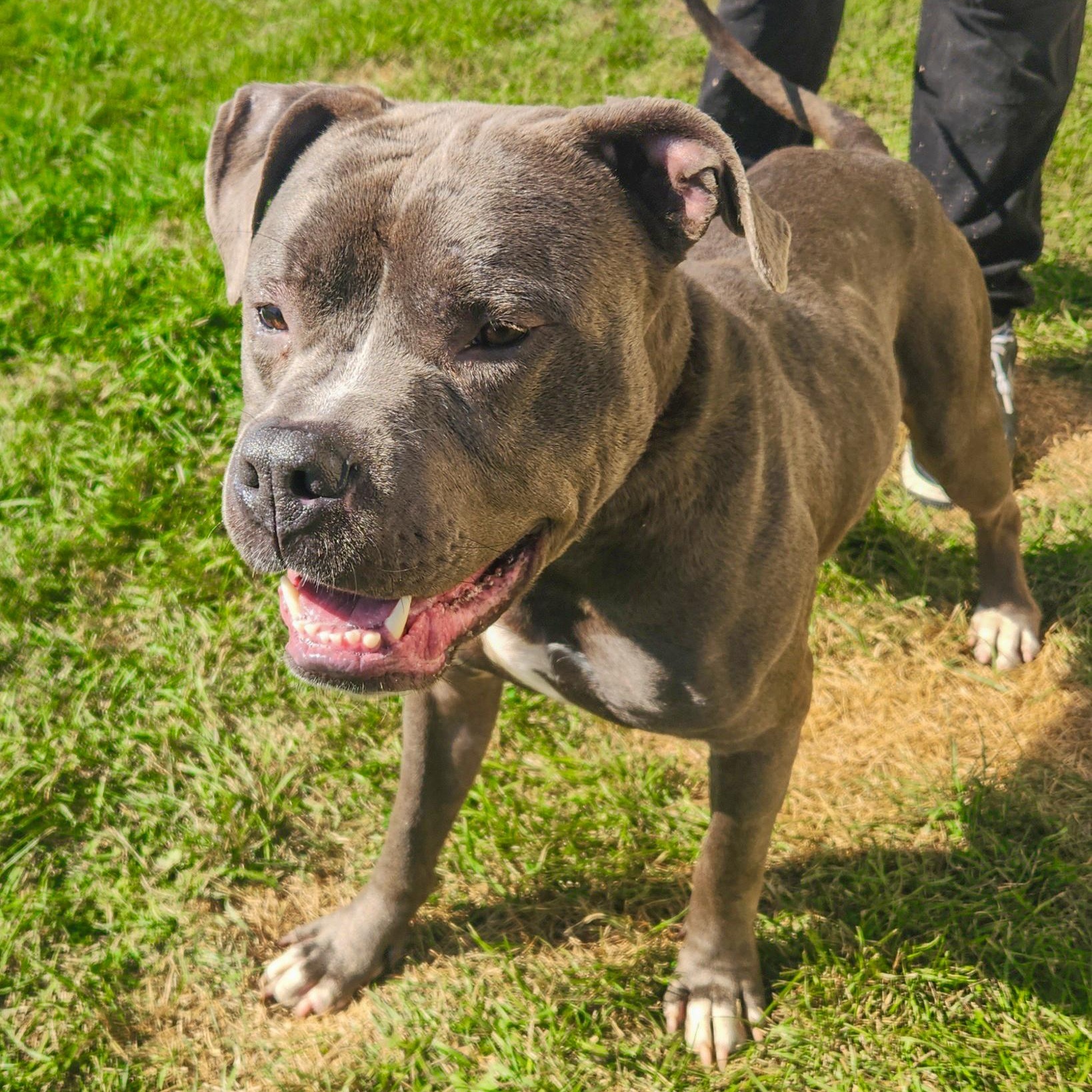 DILLY- Needs a foster/forever home! — thumbnail 3