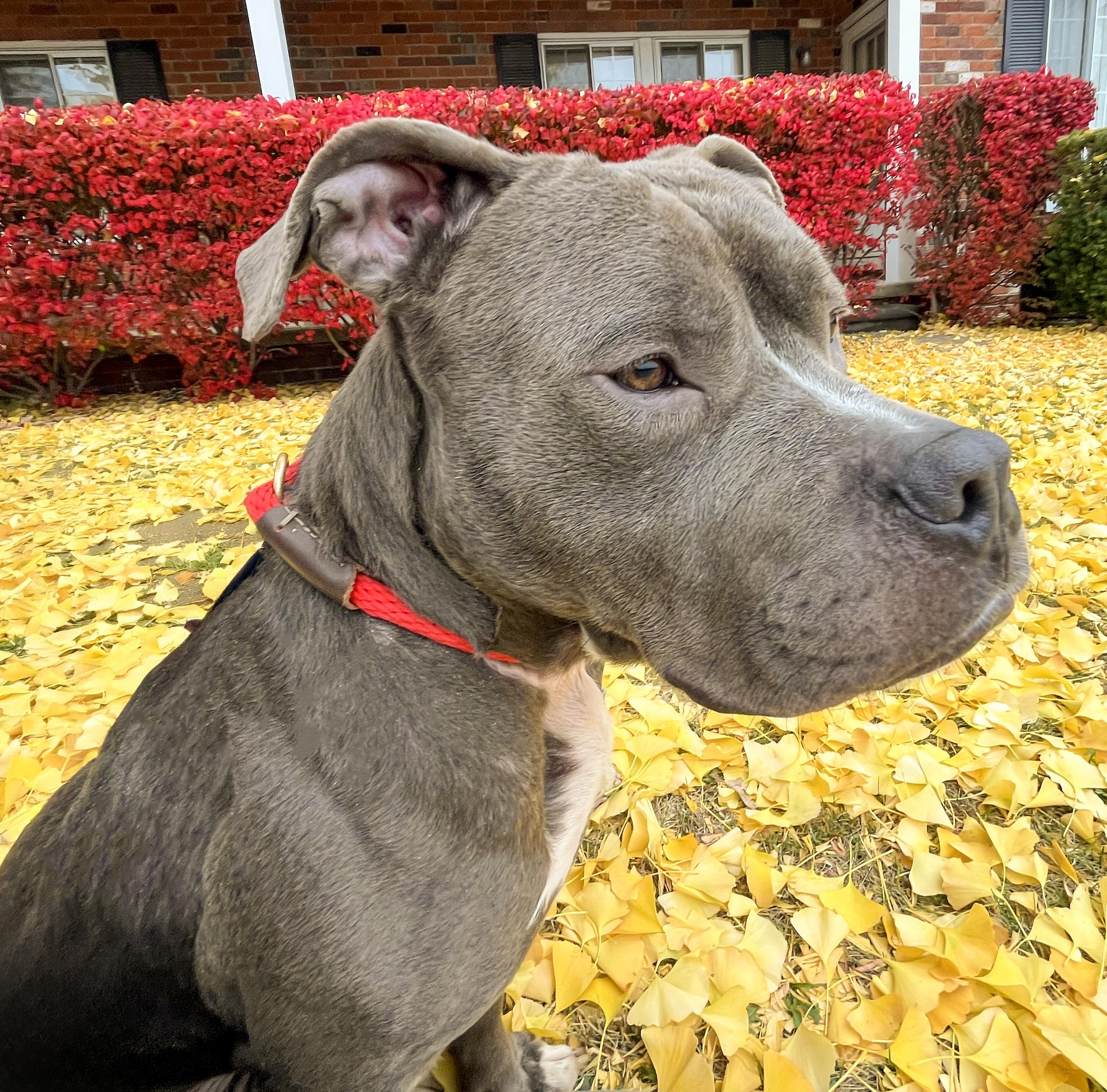 DILLY- Needs a foster/forever home! — thumbnail 4