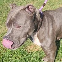 Dilly- Needs a foster/forever home!