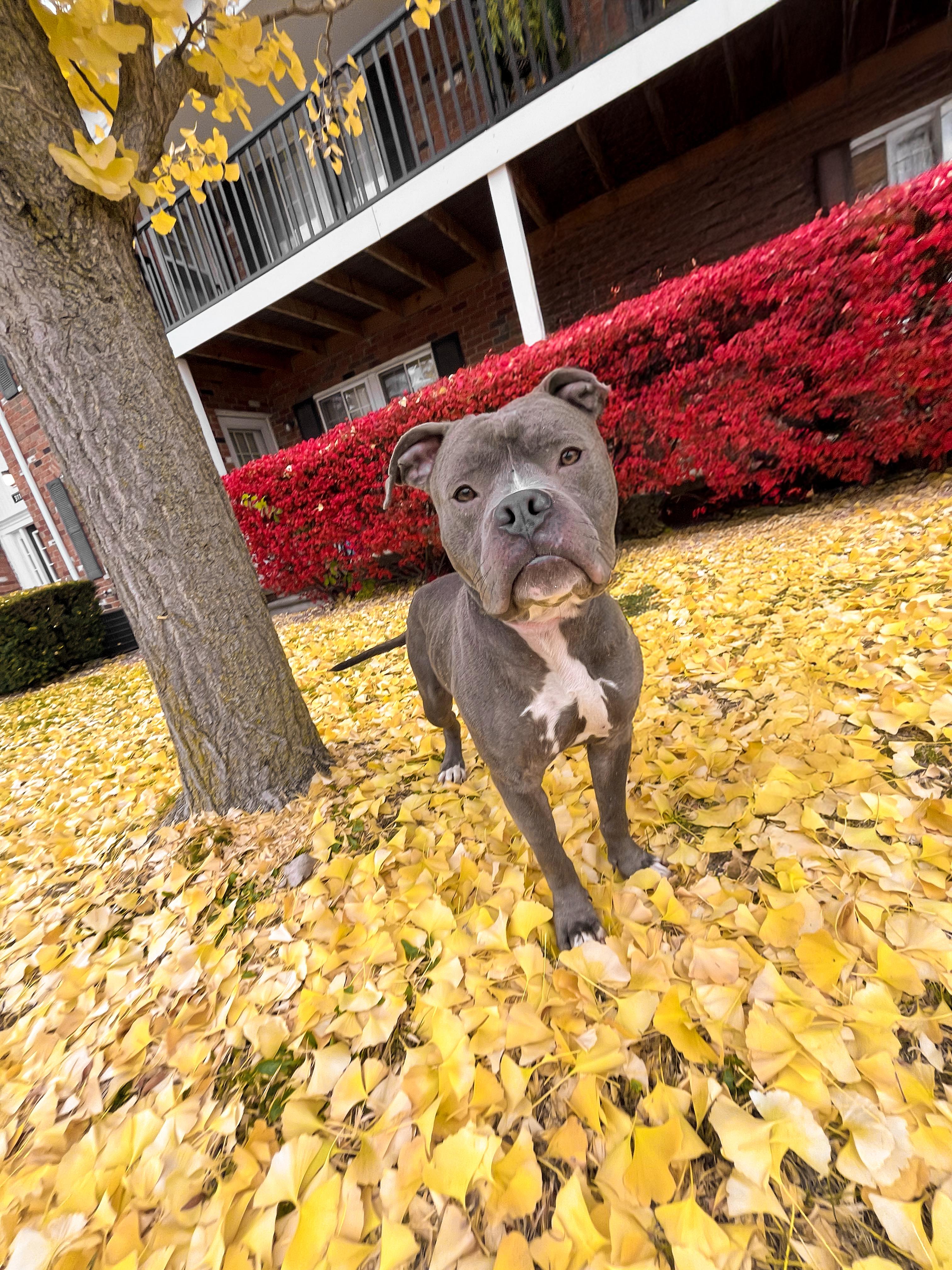 DILLY- Needs a foster/forever home! — thumbnail 6