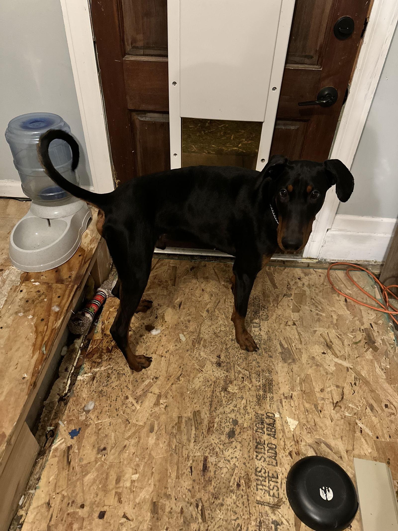 Enlarge Chance, a Adoptable Doberman Pinscher in Minneapolis, MN image 1/3