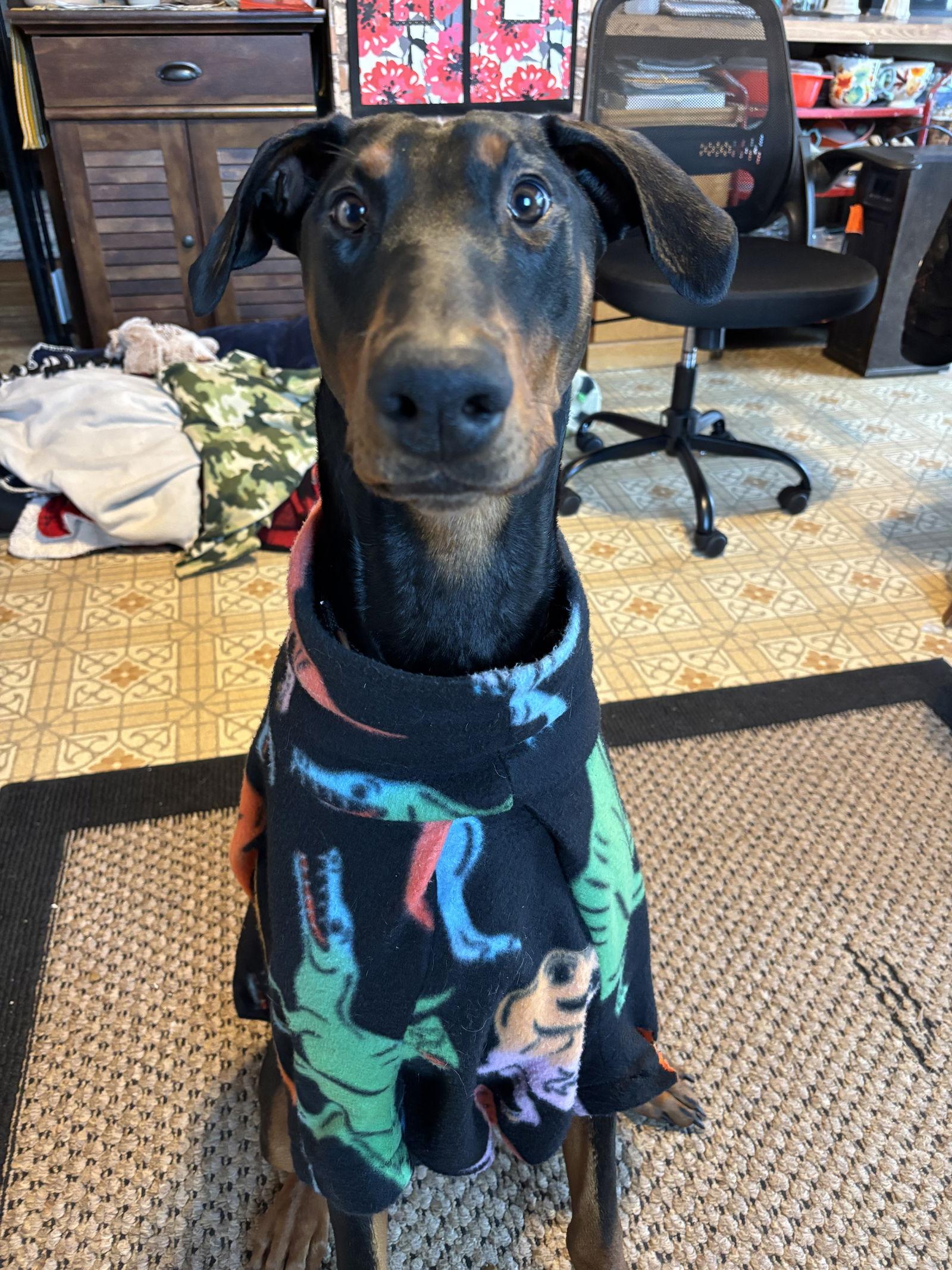 Chance, Adoptable, Young Male Doberman Pinscher.