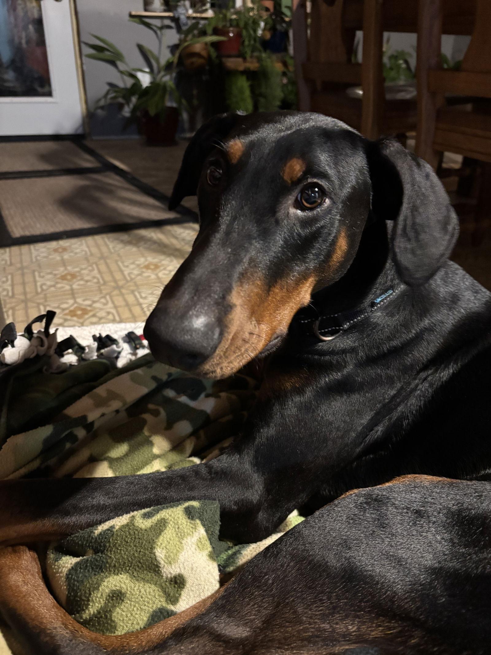 Enlarge Chance, a Adoptable Doberman Pinscher in Minneapolis, MN image 2/3