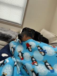 Enlarge Chance, a Adoptable Doberman Pinscher in Minneapolis, MN image 2/3