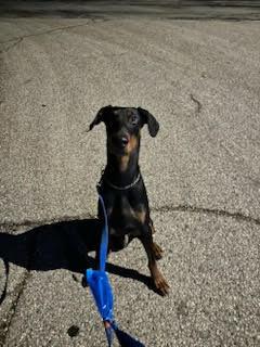 Enlarge Chance, a Adoptable Doberman Pinscher in Minneapolis, MN image 3/3