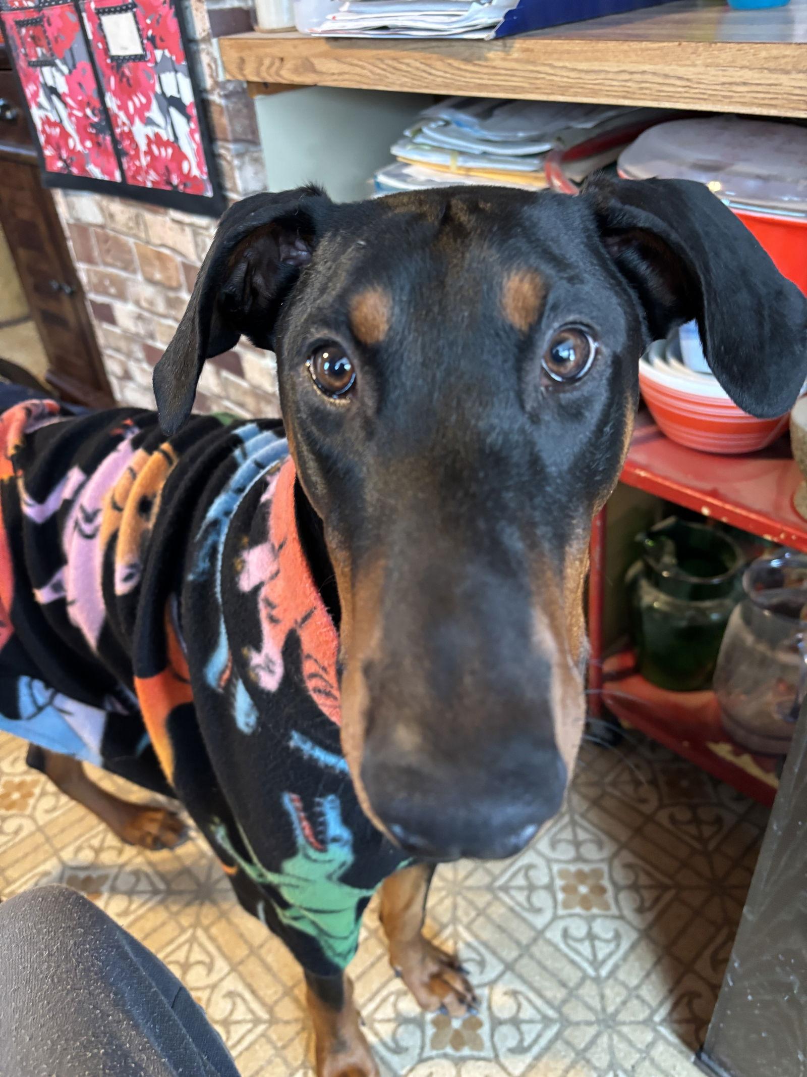 Enlarge Chance, a Adoptable Doberman Pinscher in Minneapolis, MN image 3/3
