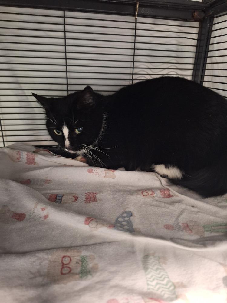 Enlarge Charlie Girl, a Adoptable Domestic Short Hair in Clinton Township, MI image 1/6