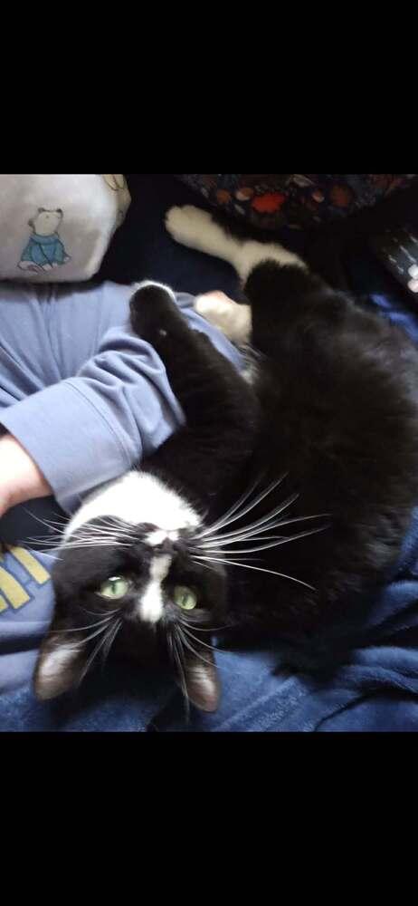 Enlarge Charlie Girl, a Adoptable Domestic Short Hair in Clinton Township, MI image 2/6