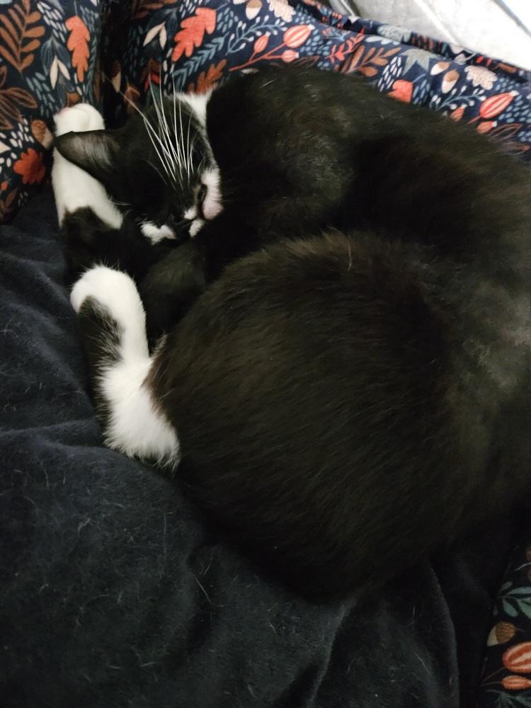 Enlarge Charlie Girl, a Adoptable Domestic Short Hair in Clinton Township, MI image 3/6