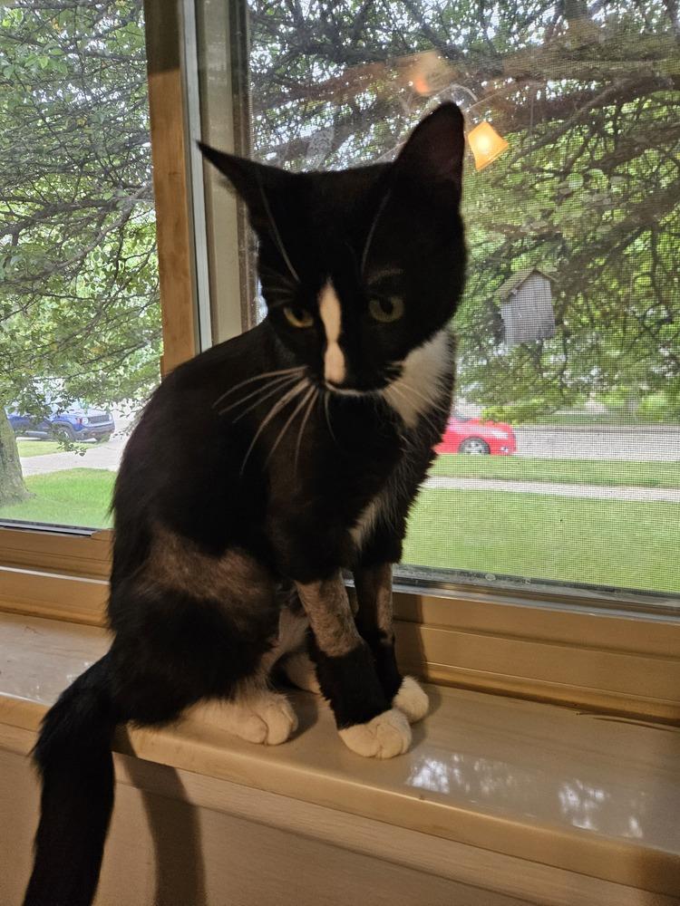 Charlie Girl, Adoptable, Adult Female Domestic Short Hair.